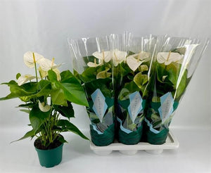 White Anthurium Houseplant – 17cm Pot, 65cm High