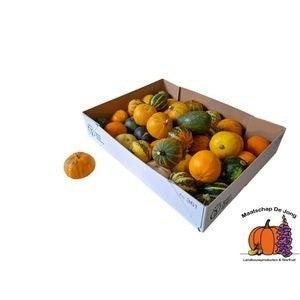 Mixed Ornamental Gourds – Decorative Fruit Display