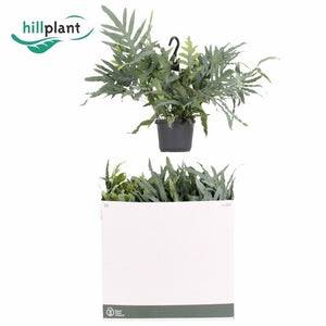 Blue Star Fern (Phlebodium) – 17cm Pot