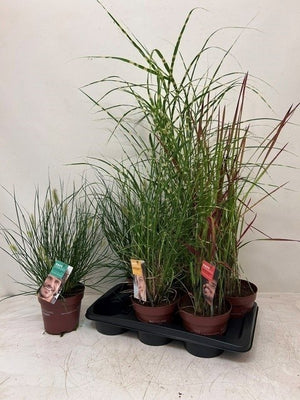 Mixed Ornamental Grass – 17cm Pot, 55cm High