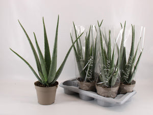 Aloe Vera Plant – 17cm Pot, Approx. 52cm High