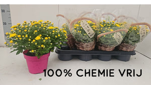 Yellow Chrysanthemum (Chrysanthemum indicum) – 14cm Pot