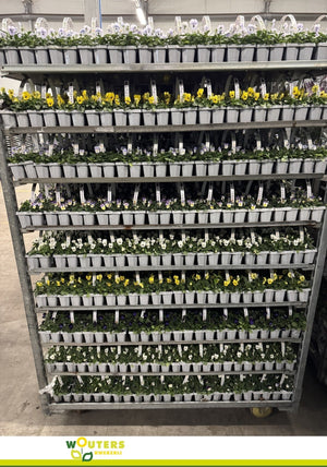 Mixed Viola Cornuta Bedding Plant – Approx. 10cm