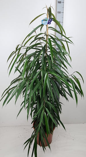 Ficus Bin Alii (Ficus binnendijkii) – 27cm Pot, 150cm