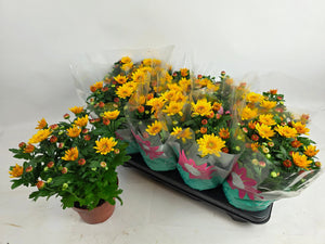 Yellow Chrysanthemum (Chrysanthemum indicum) – 14cm Pot