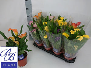 Mixed Zantedeschia Calla Lily – 14cm Pot, 40cm High