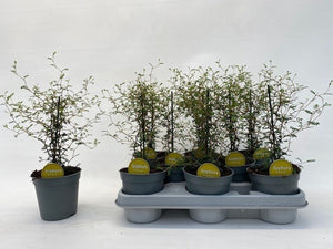 Little Baby Sophora – 12cm Pot, Approx. 35cm