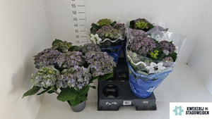 Hydrangea macrophylla ‘Gemini’ – 14cm Pot