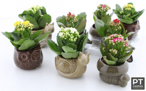 Kalanchoe Plant Arrangement in Ceramic Pot – 9cm