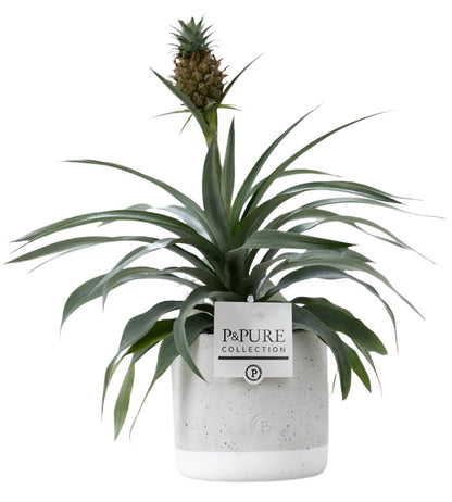 Mixed Pure Pot Collection
