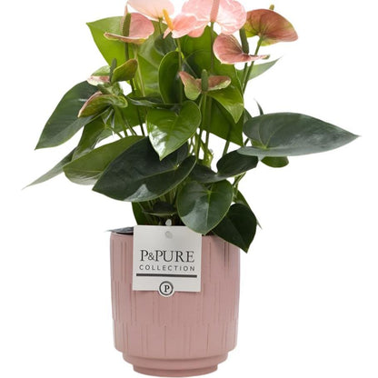 Mixed Pure Pot Collection