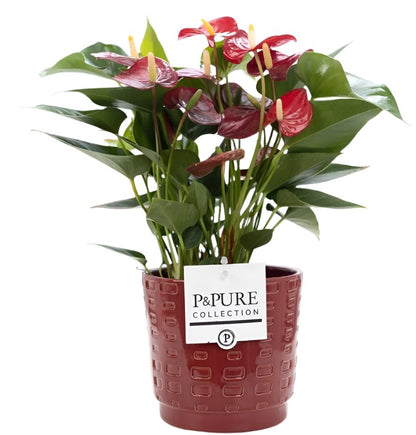 Mixed Pure Pot Collection