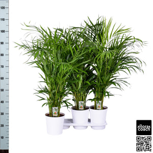 Areca Palm (Dypsis lutescens) – 20cm Pot, 115cm