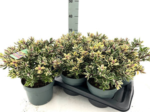 Hebe Tricolor – 17cm Pot, 35cm High