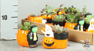 Succulent Arrangement in Ceramic Pot – 12cm