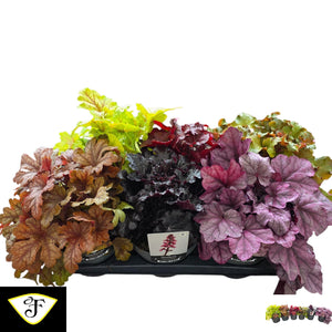 Mixed Heuchera Coral Bells – 17cm Pot