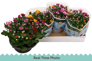 Golden Chrysanthemum (Chrysanthemum indicum) – 23cm Pot
