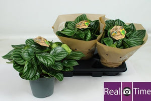 Peperomia argyreia Watermelon Plant – 17cm Pot