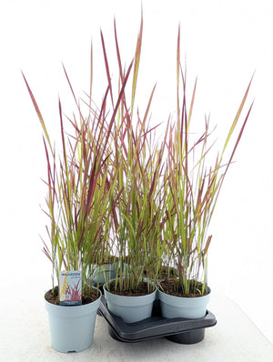 Japanese Blood Grass (Imperata cylindrica 'Red Baron') – 17cm Pot
