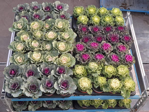 Ornamental Kale Mix – 13cm Pot