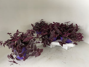Tradescantia Purpusii – 12cm Pot