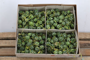 Green Cucumis Diplocyclos Decorative Stems – 4 Pieces