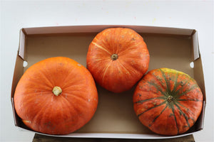 Decorative Mixed Cucurbita Gourds – Set of 3