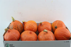 Mixed Ornamental Hokkaido Pumpkins – 8 Piece Selection