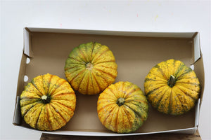 Decorative Mixed Cucurbita Gourds – Set of 4