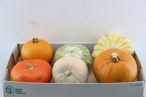 Mixed Ornamental Mini Pumpkins – Decorative Gourds