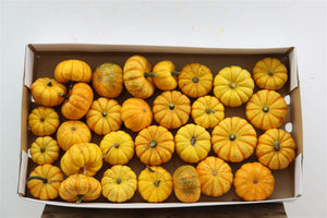 Mixed Ornamental Mini Pumpkins – Decorative Fruit Bunch