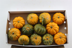 Mixed Ornamental Cucurbita Fruits – Decorative Display