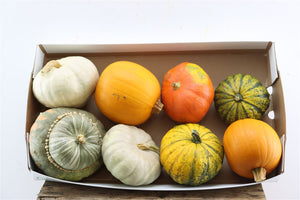 Ornamental Mini Pumpkins – Mixed Colours