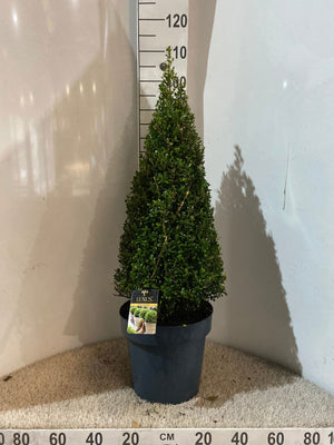 Globe-Shaped Ilex Holly Pyramid – 30cm Pot, 100cm High