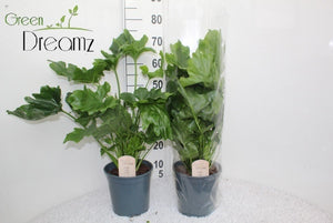 Philodendron Green Houseplant – 21cm Pot, 70cm High
