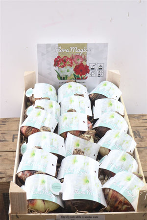 White Hippeastrum Wax Bulb – 28cm