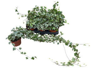 White Wonder Ivy (Hedera helix) – 13cm Pot