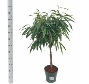 Ficus Alii (Ficus binnendijkii) – 27cm Pot, 130cm