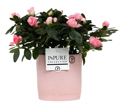 Mixed Pure Pot Collection