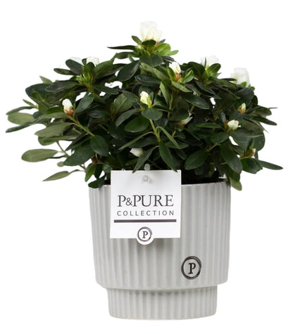Mixed Pure Pot Collection