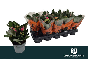 Purple Double Kalanchoe – 12cm Pot