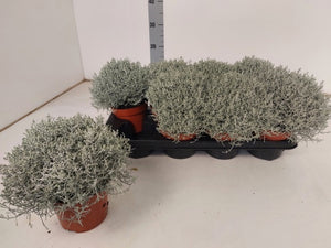Silver Cushion Bush (Leucophyta) – 13cm Pot