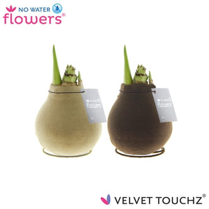 Velvet Touch Amaryllis Waxed Bulb – Earth Mix