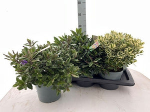 Mixed Hebe Shrub – 17cm Pot, Approx. 45cm High