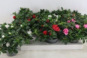 Mixed Rhododendron (Rhododendron simsii) – 13cm Pot
