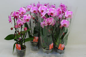 White Phalaenopsis Orchid ‘Dream Glory’ – 12cm Pot