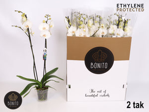 White Phalaenopsis Orchid – 12cm Pot, 75cm