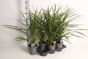 Cordyline Houseplant – 17cm Pot, Approx. 80cm Tall