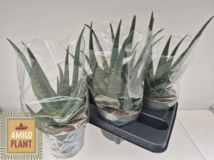 Aloe Vera Plant – 14cm Pot, Approx. 30cm High