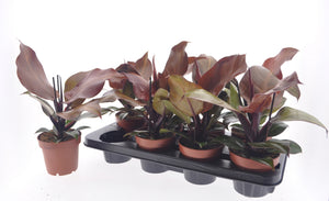 Philodendron Sunlight – 12cm Pot, 35cm High